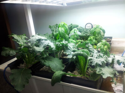Hydroponics in the Office, Post 2 Image